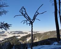  3. Januar 2011 - es wird noch lange gehen, bis wieder Blätter an diesem Bäumchen spriessen